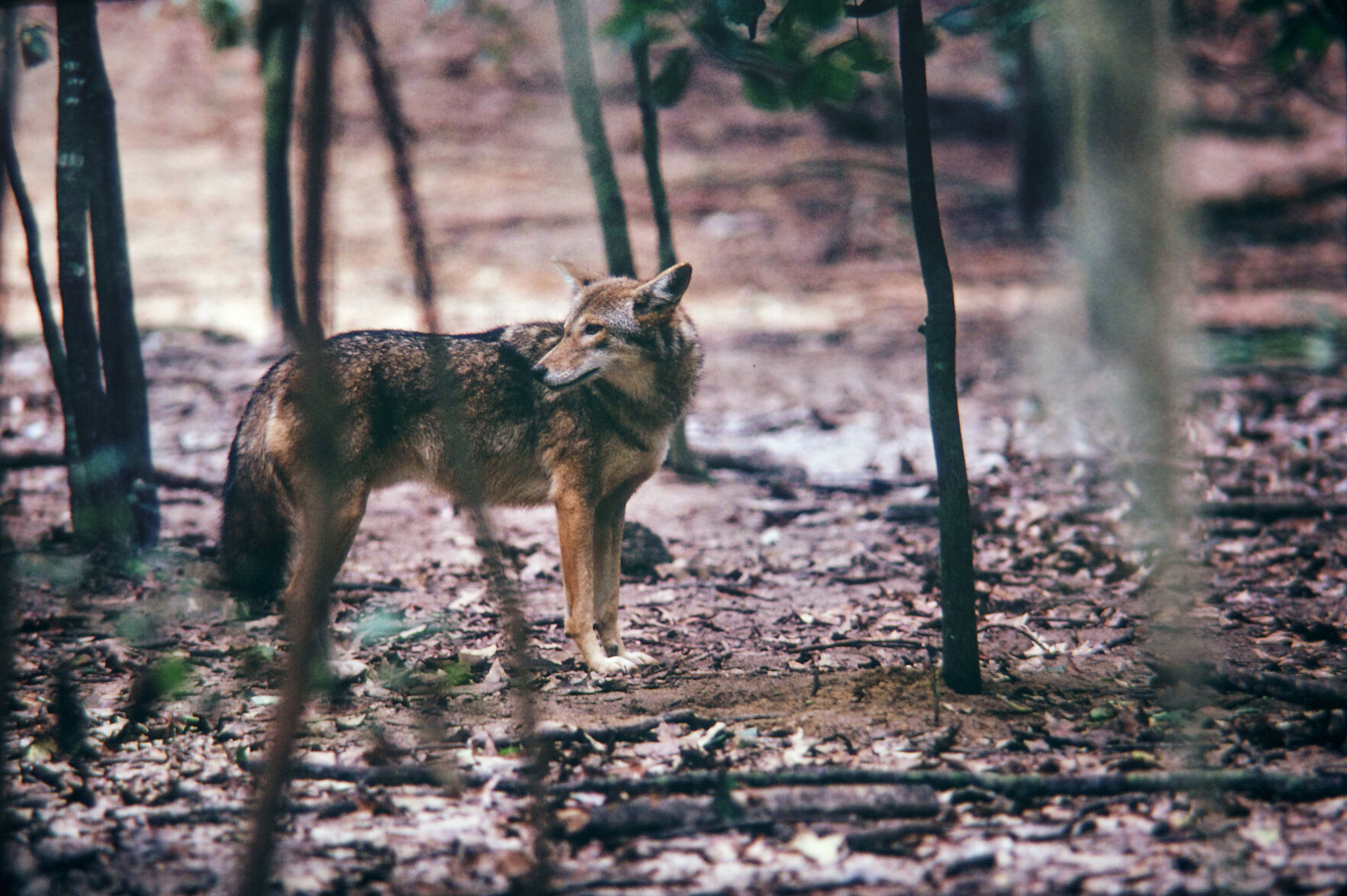 archived from original 35mm slide